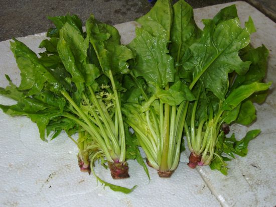 角菜