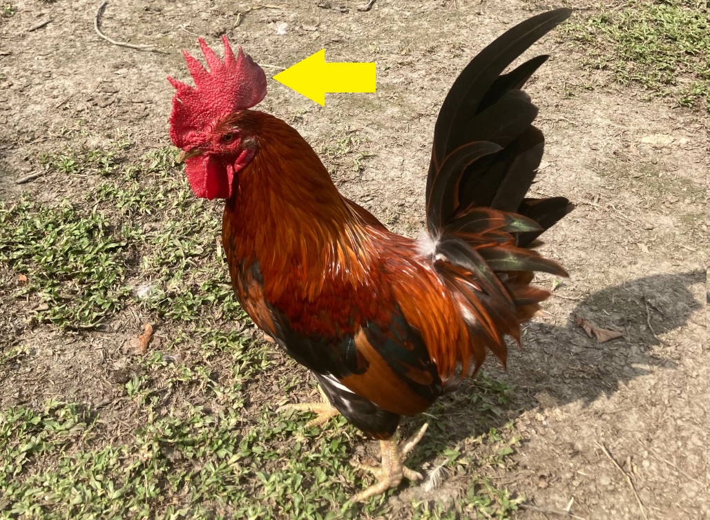 雞髻